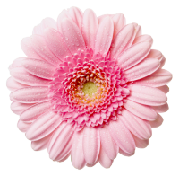 flower-flower-image-17956-700